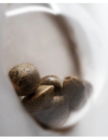 White Haze Automatic (White Label Seeds) Semi Autofiorenti