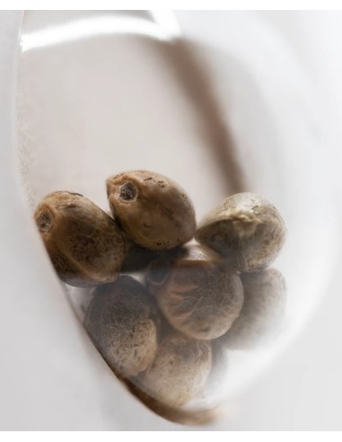 White Skunk Auto (White Label Seeds) Graines Autofloraison