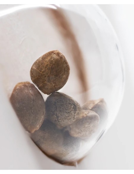 White Widow Automatic (White Label Seeds) Autoflower Seeds