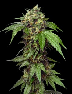 Grapefruit CBD (Oaseeds Genetics) 🍊 CBD Rich | No THC