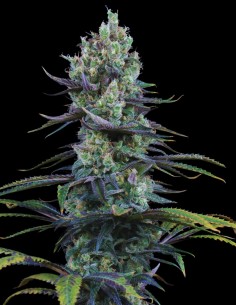 Amnesia CBD (Oaseeds Genetics) 🍋 Non-Psychoactive Sativa