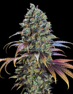 Swiss Chocolate CBD (Oaseeds Genetics) 🍫 Without THC