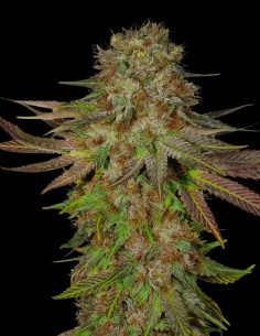 Critical Mass CBD (Oaseeds Genetics) ⚕️ Therapeutic Power