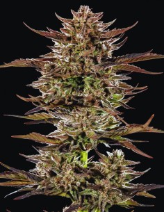 Frosted Zinn x 3 Bears OG Auto (Barney's Farm) 🐻 24% THC