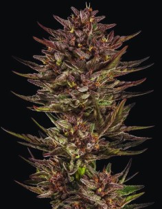 Frosted Zinn x Cookie Dog Auto (Barney's Farm) 🍪 Cheap!