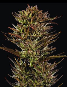 Thin Mint x Sour Pinot Auto (Barney's Farm) 🍇 Offer!