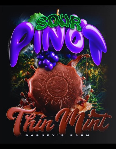 Thin Mint x Sour Pinot Auto (Barney's Farm) 🍇 Offer!