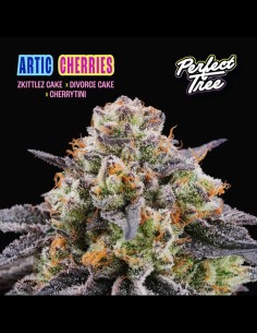 Artic Cherries Strain (Perfect Tree) 🍒 Frosty Buds