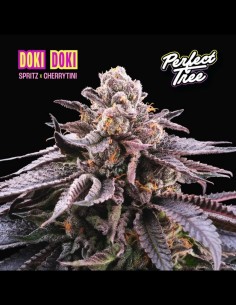 Doki Doki Strain (Perfect Tree) 🍬 Candy Flavor