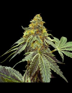 Buzzle Strain (T.H. Seeds) 🫧 Limited Edition Hybrid 2