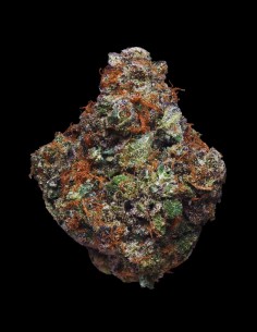 Sherble Strain (T.H. Seeds) 🫧 Limited Edition Hybrid 2