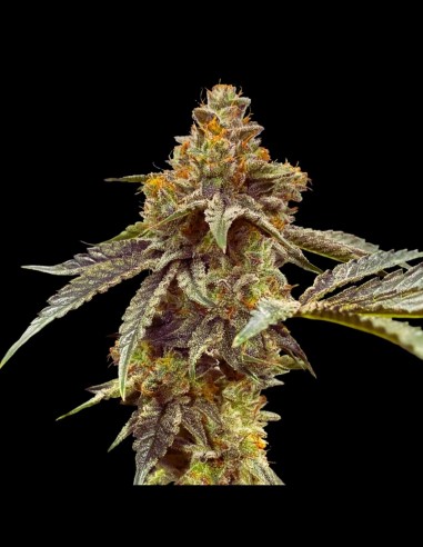 Zourgum Strain (T.H. Seeds) 🫧 Híbrido de Edición Limitada