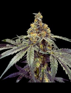 Flash Strain (T.H. Seeds) 🫧 Limited Edition Hybrid 2