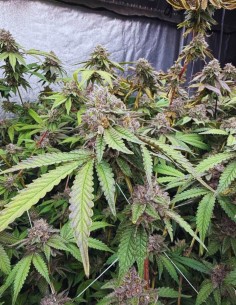 Biscotti Gelato Strain (FastBuds Seeds) 🍦 Sweet & Delicious