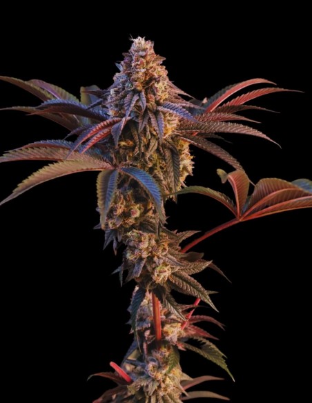 Lemon Cherry Runtz Strain (FastBuds Seeds) 🍒 Exotic Flavor