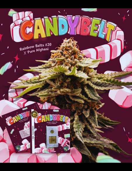 Candy Belt (T.H. Seeds) 🍬 Puissance Tropicale Sucrée