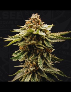 Candy Belt (T.H. Seeds) 🍬 Puissance Tropicale Sucrée 2