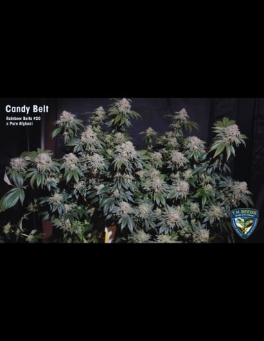 Candy Belt (T.H. Seeds) 🍬 Tropische Bonbon-Power