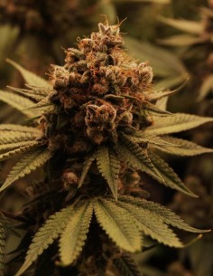 Gary Payton Strain by Barney's Farm - Premium Cannabis