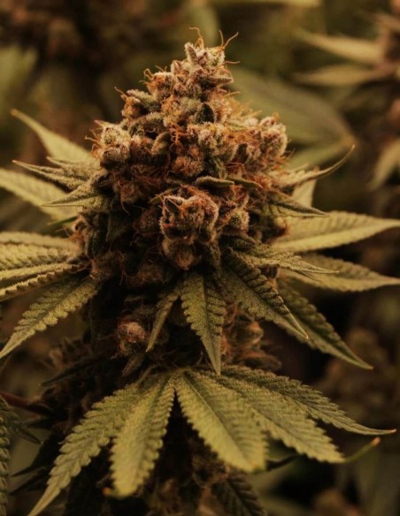 Gary Payton Strain by Barney's Farm - Premium Cannabis