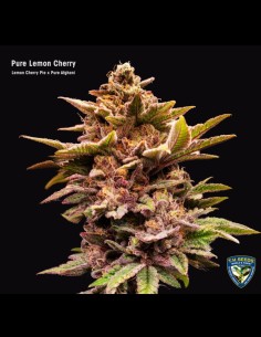 Pure Lemon Cherry Strain (T.H. Seeds) 🍒 30% de puissance THC 2