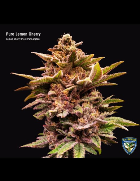 Pure Lemon Cherry Strain (T.H. Seeds) 🍒 30% de puissance THC