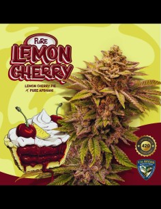 Pure Lemon Cherry Strain (T.H. Seeds) 🍒 30% de puissance THC