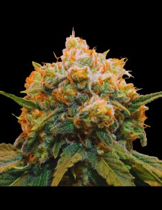 Papaya BX1 (Grateful Seeds) 🥭 Tropical Power