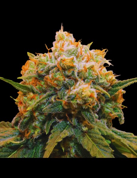 Papaya BX1 (Grateful Seeds) 🥭 Tropische Power