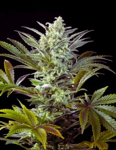 Clementine Slush Bioboost (Kannabia Seeds) 🍋 Ressentez-la !