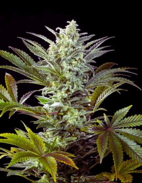 Clementine Slush Bioboost (Kannabia Seeds) 🍋 Ressentez-la !