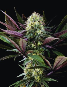 Apple Fritter Bioboost (Kannabia Seeds) 🍏 Hybrid Delight