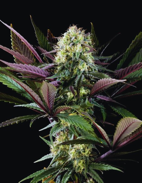 Apple Fritter Bioboost (Kannabia Seeds) 🍏 Hybrid Delight