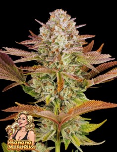 Banana Milfshake (Oaseeds Genetics) 🍌 A Creamy Delight!