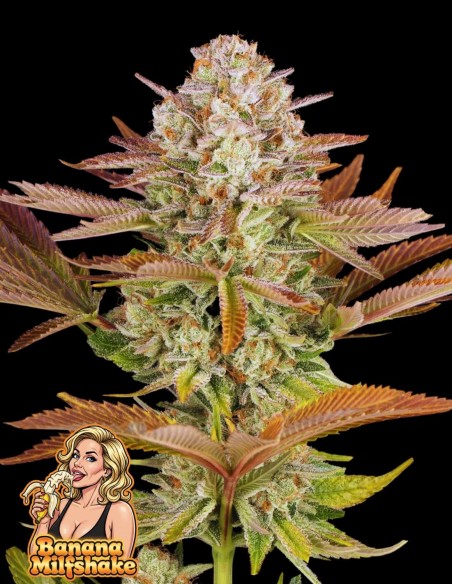 Banana Milfshake (Oaseeds Genetics) 🍌 Un Délice Crémeux !