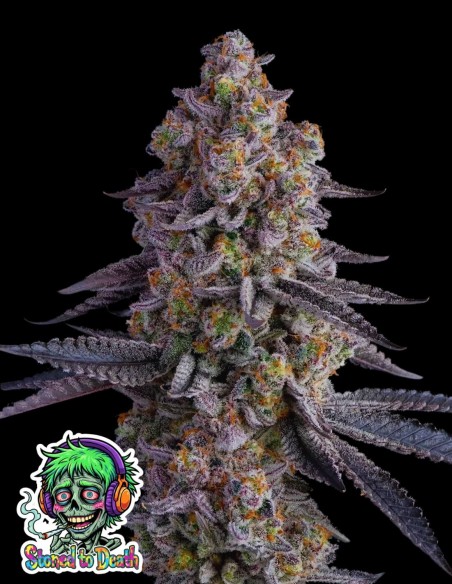 Stoned to Death (Oaseeds Genetics) 💀 35 % THC Bête !