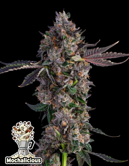 Mochalicious (Oaseeds Genetics) ☕ Mocha Flavor & Energy!
