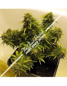 Joint Doctor's Lowryder Mix