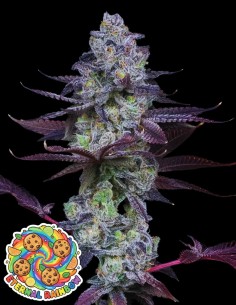 Eternal Rainbow (Oaseeds Genetics) 🌈 Bold Lasting Flavor!