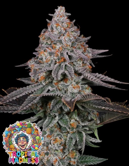 Tropical Madness (Oaseeds Genetics) 🍍 Esplosione di Ananas