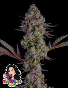 Bite my Grape Auto (Oaseeds Genetics)  🍇Taste the Grape!