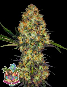 Cheesus in the Tropics Auto (Oaseeds Genetics) 🍍 Amazing!