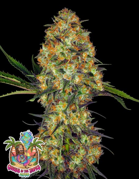 Cheesus in the Tropics Auto (Oaseeds Genetics) 🍍 Incroyable !