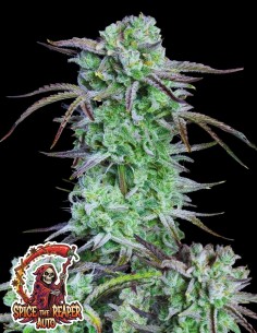 Spice the Reaper Auto (Oaseeds Genetics) 🌶️ Resin-Rich