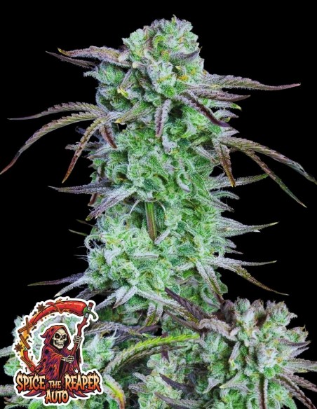 Spice the Reaper Auto (Oaseeds Genetics) 🌶️ Riche en Résine