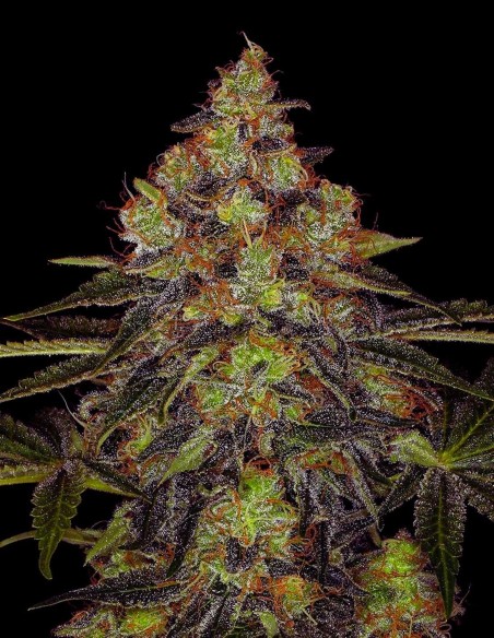 10 Free Mango Smoothie Auto Seeds