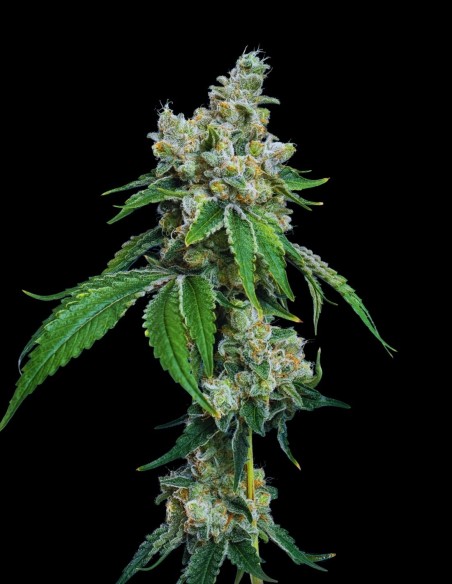 Grandiflora Guava (Mavericks Genetics) 🍈 Sapore Tropicale