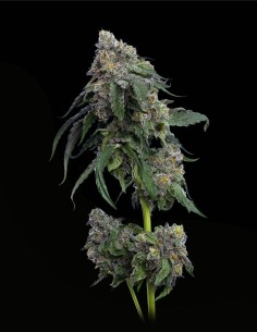 Gush Mints (Mavericks Genetics) 🌿 Frosty Purple Buds & Big Harvests