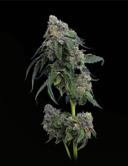 Gush Mints (Mavericks Genetics) 🌿 Cime Viola Resinose