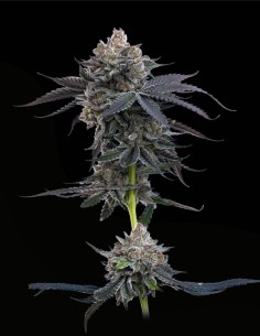 Cherry Runtz (Mavericks Genetics) Tropical Aroma Champion